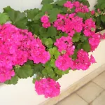 Guesthouse Iva