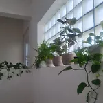Apartman Anea
